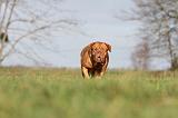 DOGUE DE BORDEAUX 117